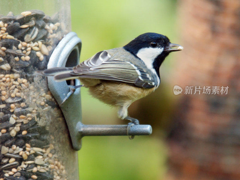 煤雀(Parus water)